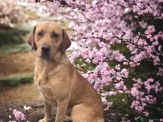 Labrador Retriever dogs Fully Health Tested Fox Red Labrador at Stud in Peterborough - Advert 1