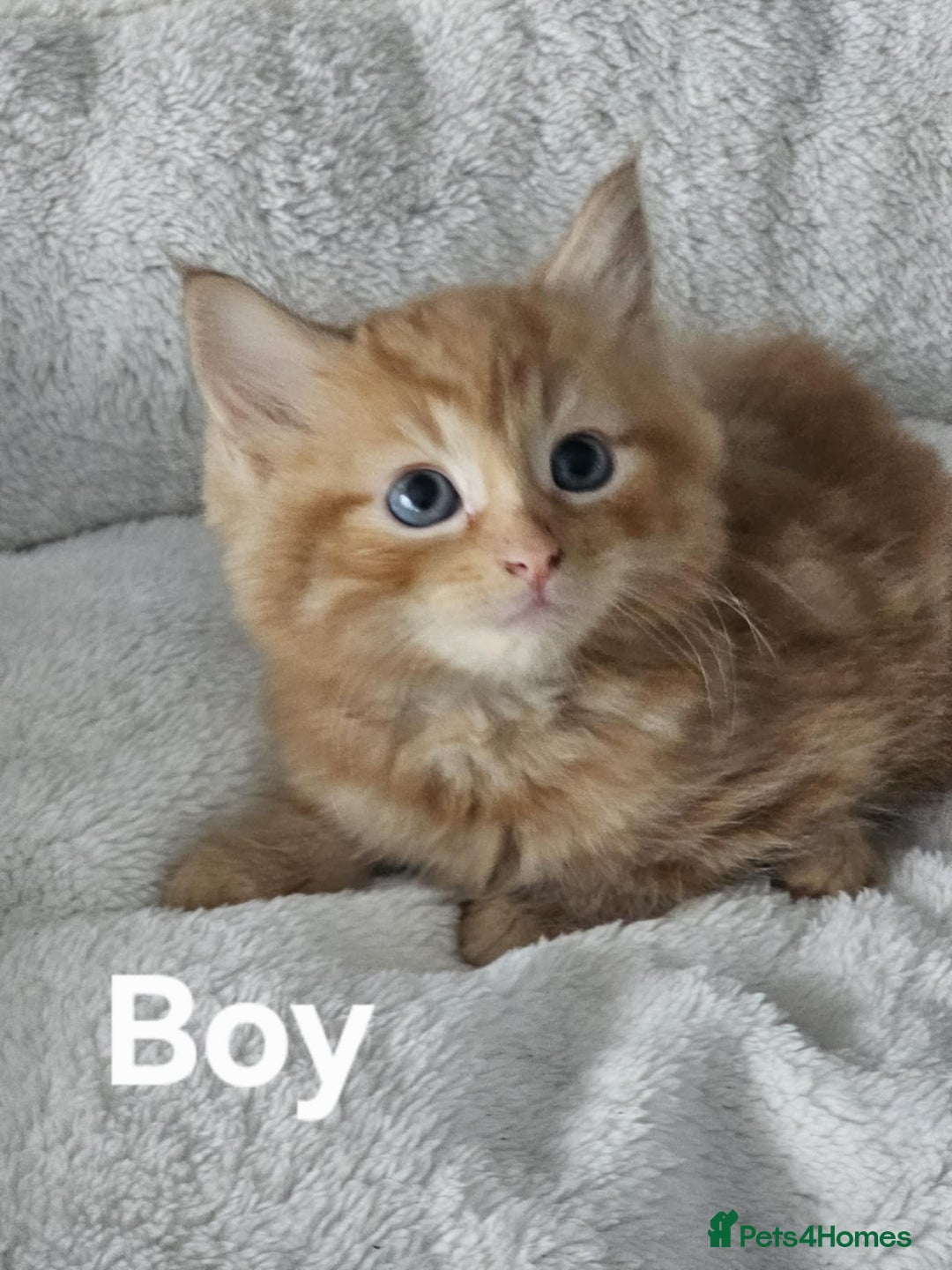 Maine Coon cats for sale: Kittens ready for a new home - Image 9