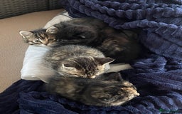 Mixed Breed cats for sale: 4 little girls  - Image 1