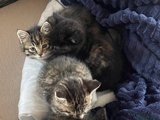 Mixed Breed cats - Advert 1