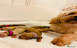 Maltipoo dogs for sale: *** Tiny Korean Maltipoo Babies *** - Image 3