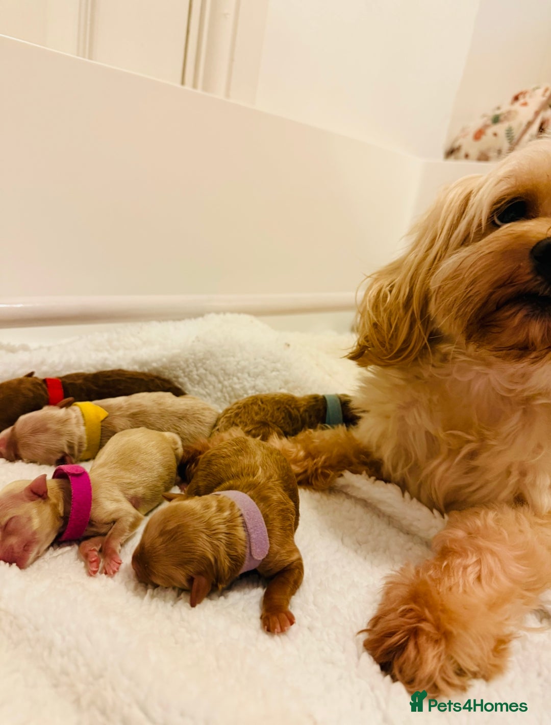 Maltipoo dogs for sale: *** Tiny Korean Maltipoo Babies *** - Image 3