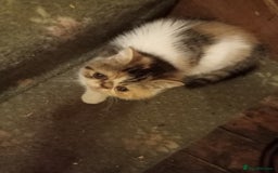Exotic cats for sale: REDUCED Exotic kittens for sale - Image 3