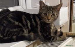 Mixed Breed cats for sale: Two cute kittens looking for a loving home - Image 3