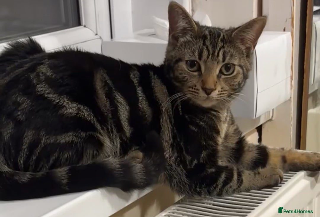Mixed Breed cats for sale: Two cute kittens looking for a loving home - Image 3