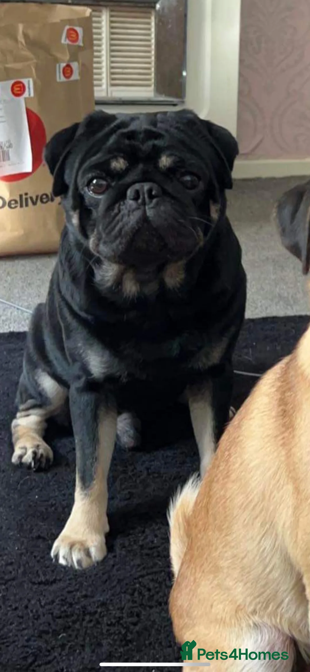 Pug dogs for stud: Stunning male pug for stud  in Nottingham - Advert 4