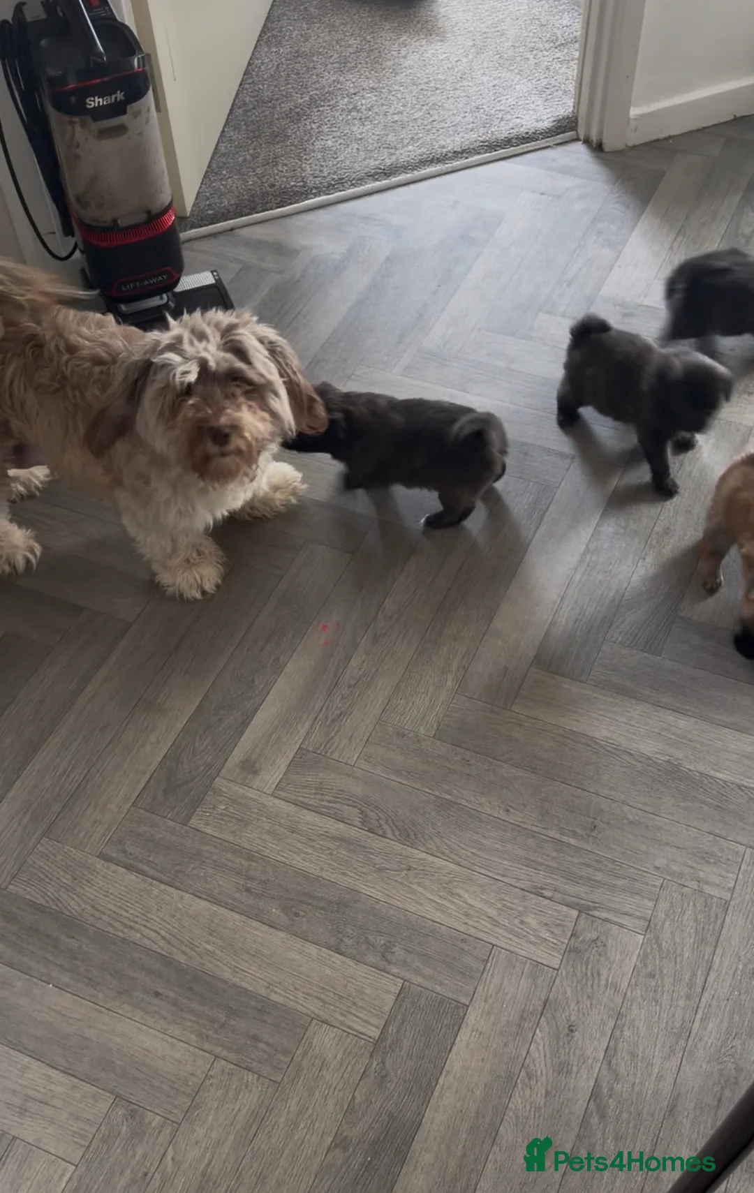 Mixed Breed dogs for sale: Bichon frise x Pomeranian pups  - Advert 11