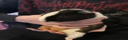 Guinea Pig rodents for sale: 2 female guinea pigs  - Advert 4