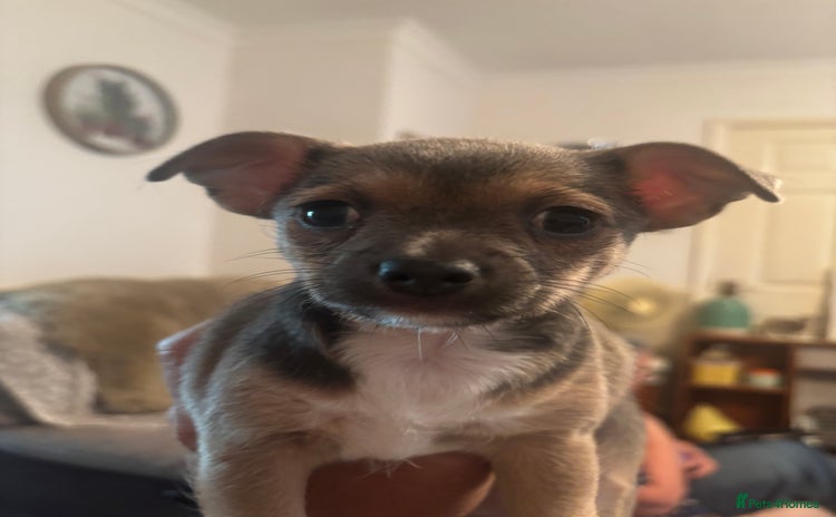 Chorkie dogs - Advert 3