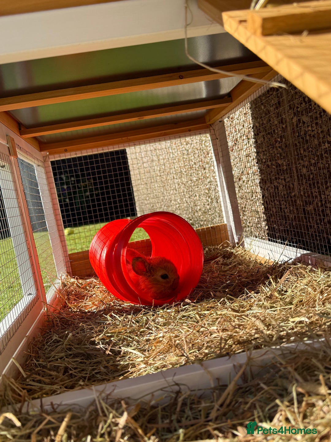 Lionhead rabbits for sale: Mini pop x lion head  - Image 3