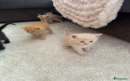 British Shorthair cats for sale: British Shorthair kittens  - Image 3