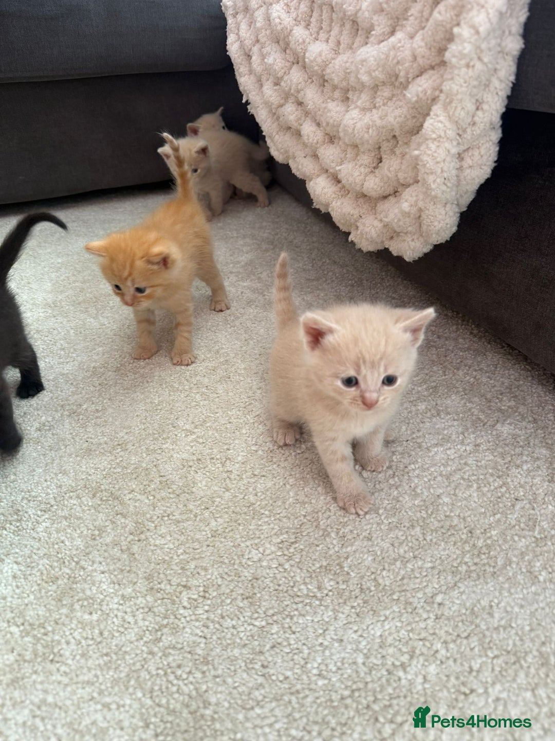 British Shorthair cats for sale: British Shorthair kittens  - Image 3