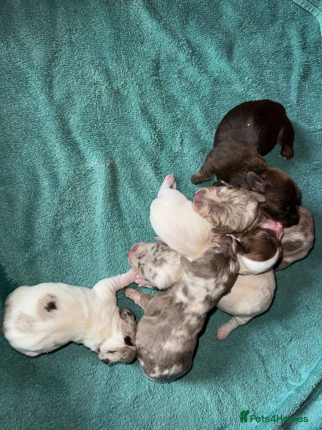 Dachshund dogs for stud: *Stud Only* Isabella Dapple Miniture Dachaund in Doncaster - Advert 9