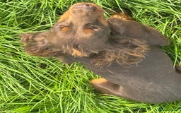 Cocker Spaniel dogs for sale: Chocolate and tan  - Image 3