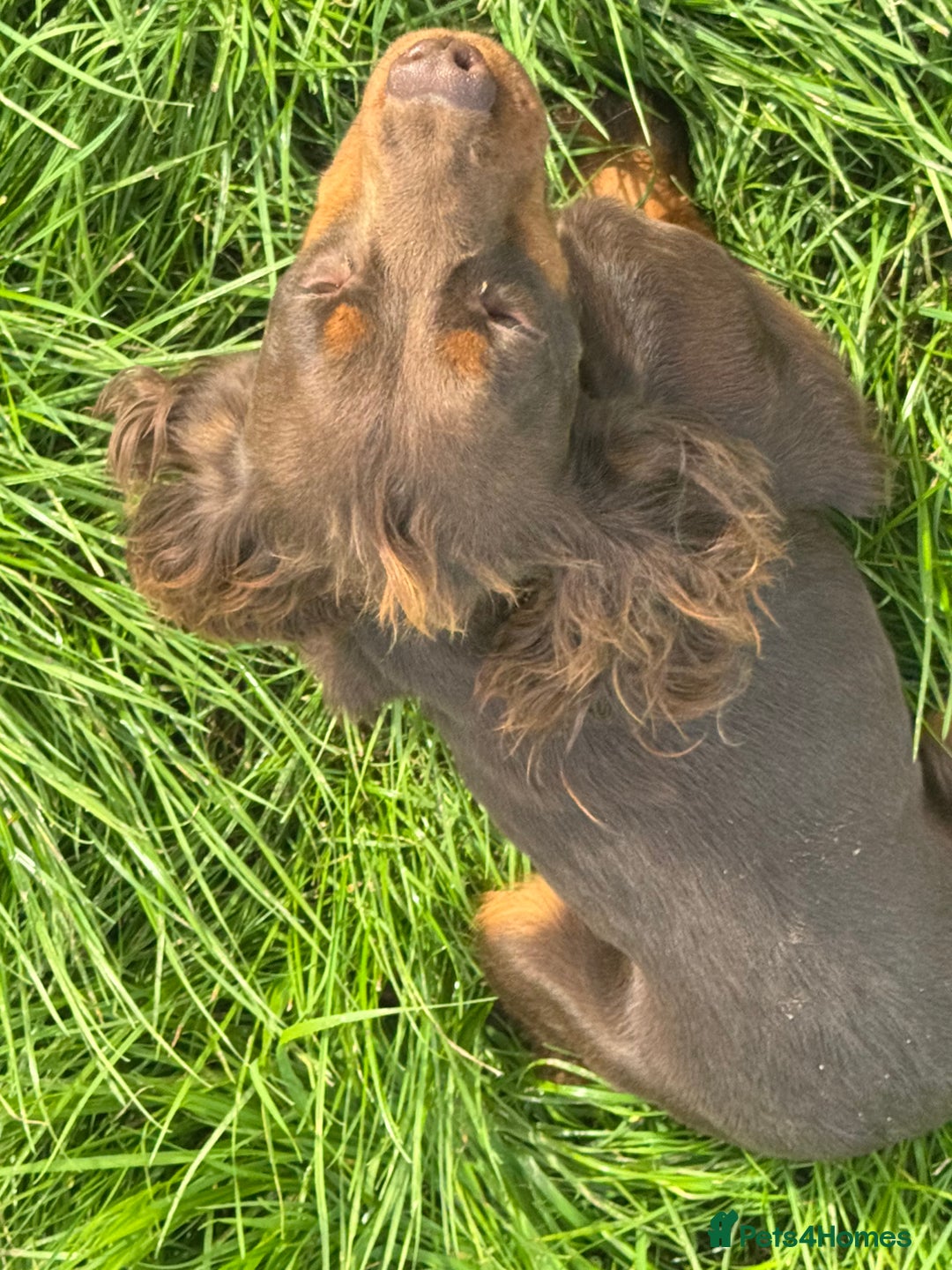 Cocker Spaniel dogs for sale: Chocolate and tan  - Image 3