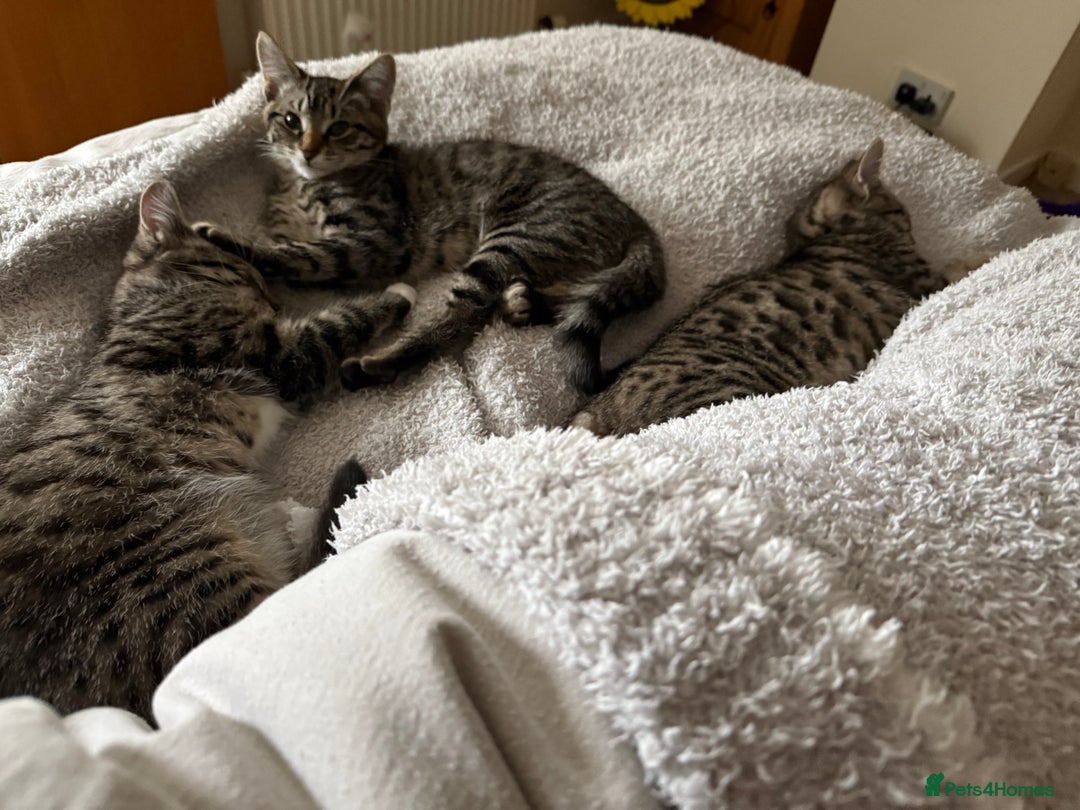 British Shorthair cats for sale: 3 kittens for sale - Image 5