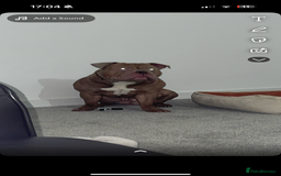 Mixed Breed dogs for sale: Pocket bully male  - Image 1