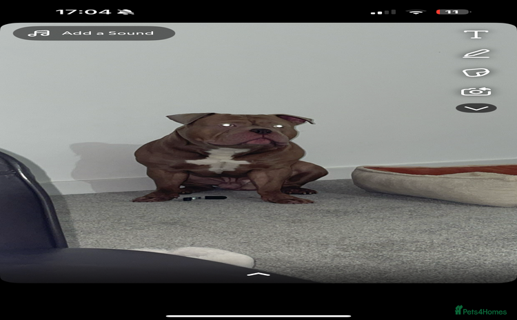 Mixed Breed dogs - Advert 6