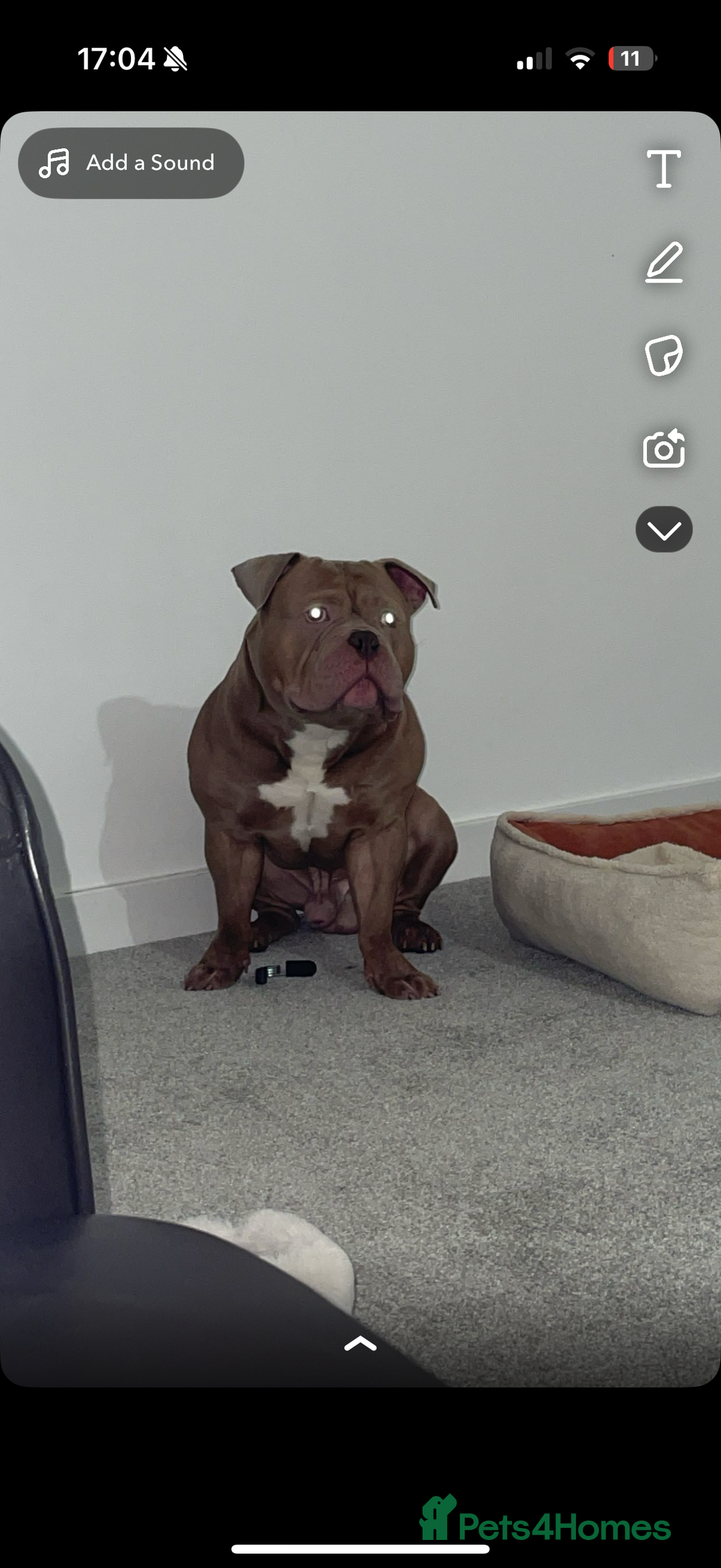 Mixed Breed dogs for sale: Pocket bully male  - Image 1