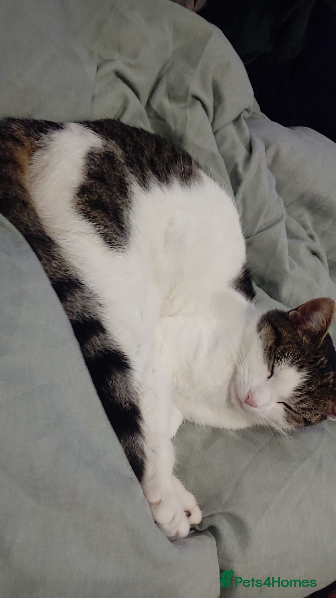 Mixed Breed cats for sale: 11 month old female tabby cat  - Advert 4