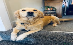 Golden Retriever dogs for sale: TRAINED KC 2YR GENTLE GIRL - Image 1