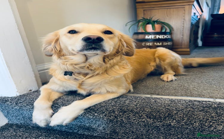 Golden Retriever dogs - Advert 3