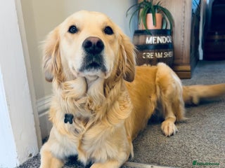 Golden Retriever dogs - Advert 1