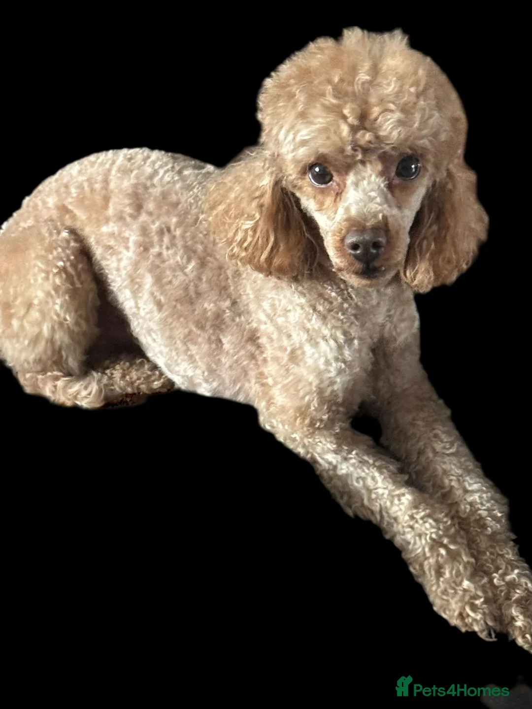 Toy Poodle dogs for sale: TOY POODLE MALE ADULT  - Advert 1