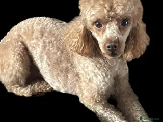 Toy Poodle dogs TOY POODLE MALE ADULT - Advert 5