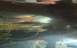 Tetras fish for sale: Tropical fish - Image 7
