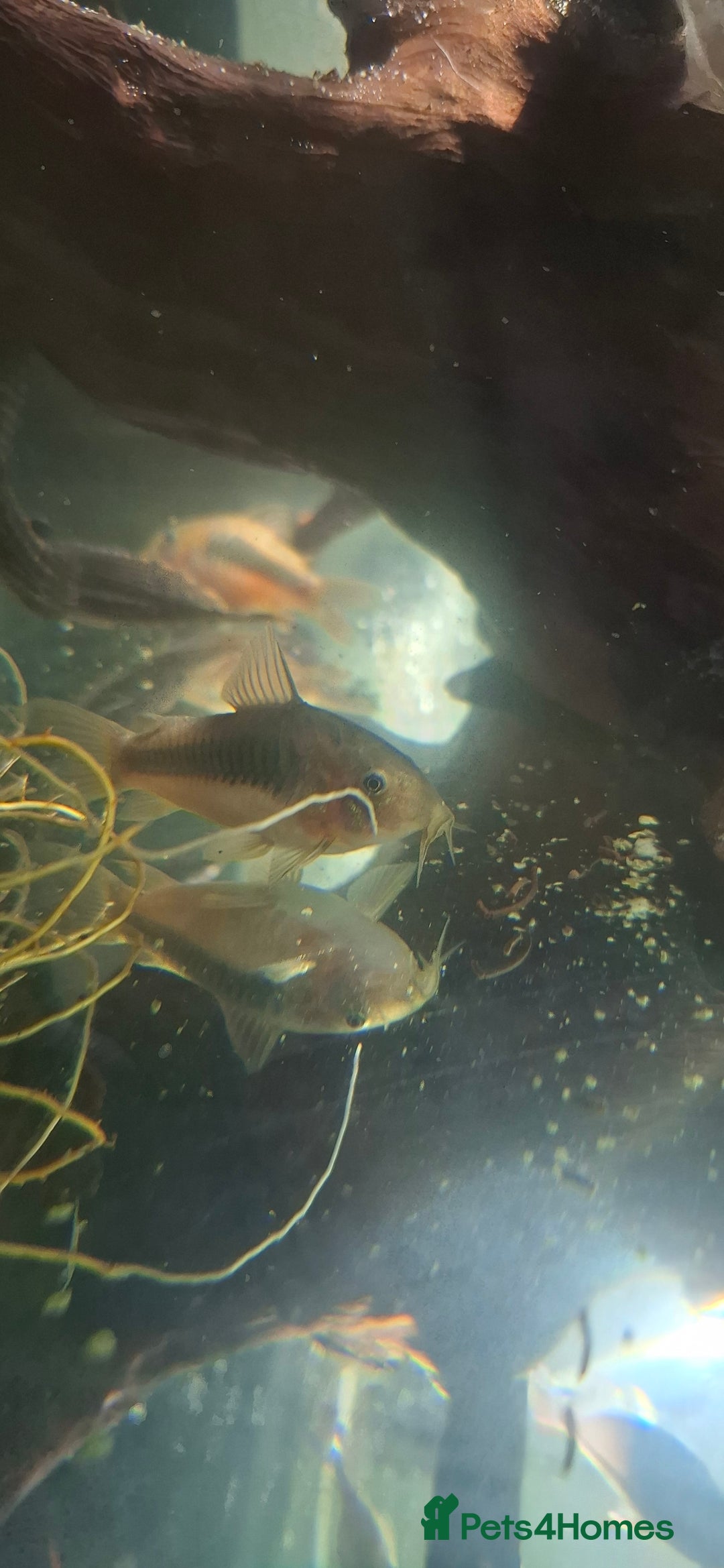 Tetras fish for sale: Tropical fish - Image 7