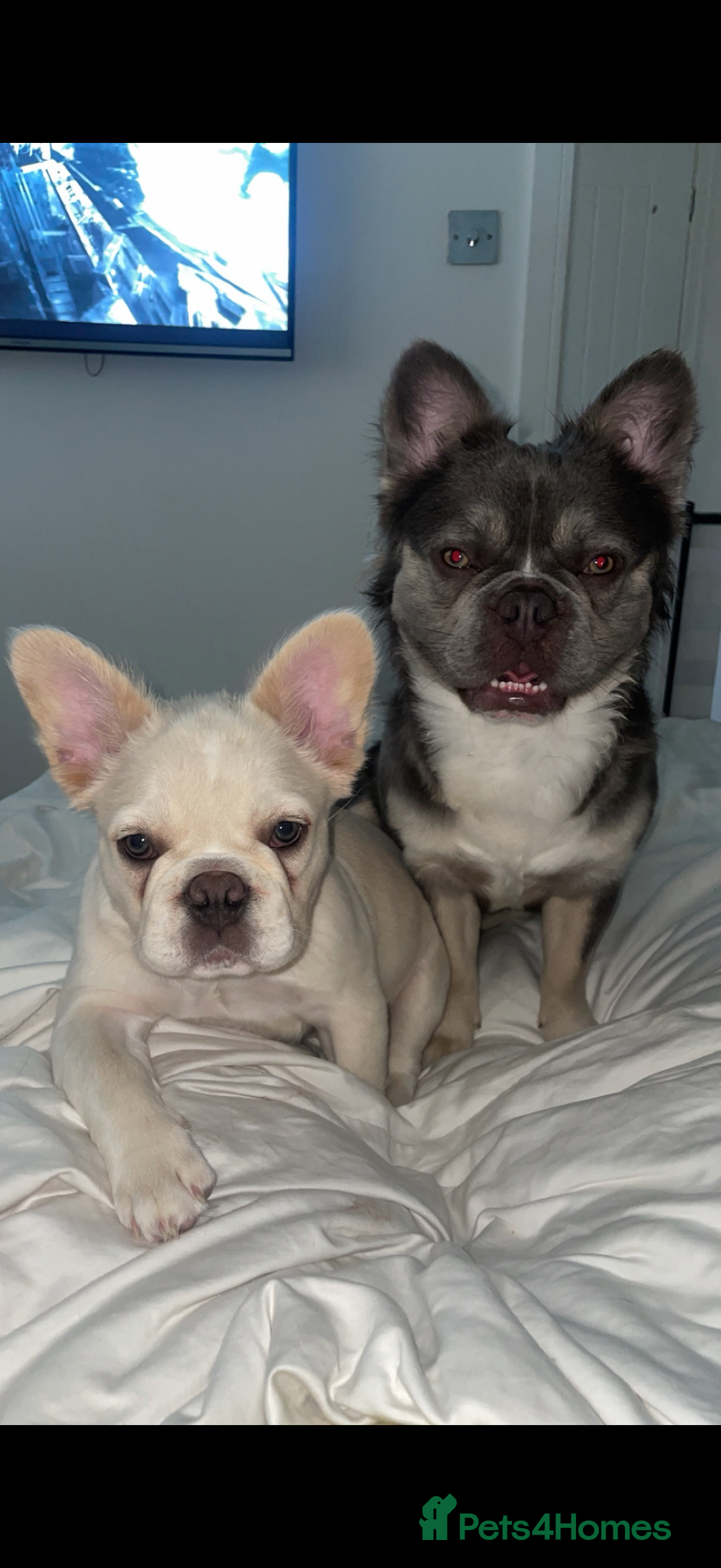 French Bulldog dogs for sale: Full visual outstanding fluffy frenchies - Advert 38