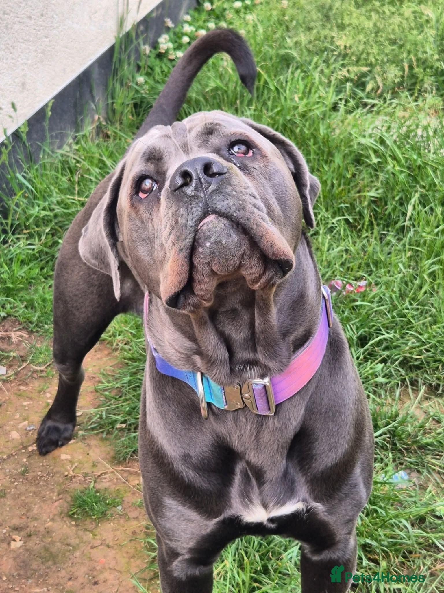 Cane Corso dogs URGENT REHOMING NEEDED - Advert 1