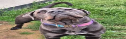 Cane Corso dogs for sale: URGENT REHOMING NEEDED - Advert 1
