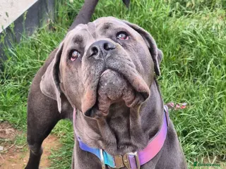 Cane Corso dogs URGENT REHOMING NEEDED - Advert 1