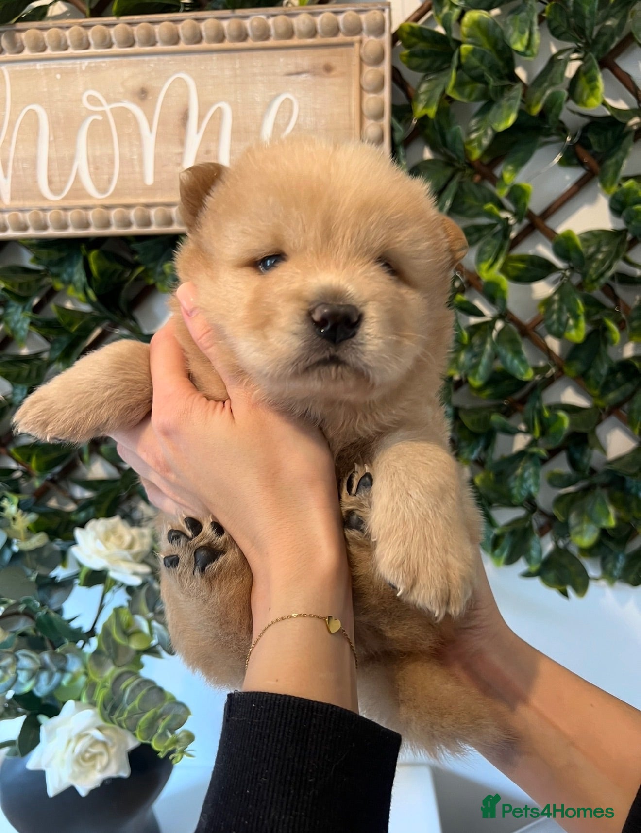 Chow Chow dogs Gorgeous Chow Chow Puppies 🐻 - Advert 2