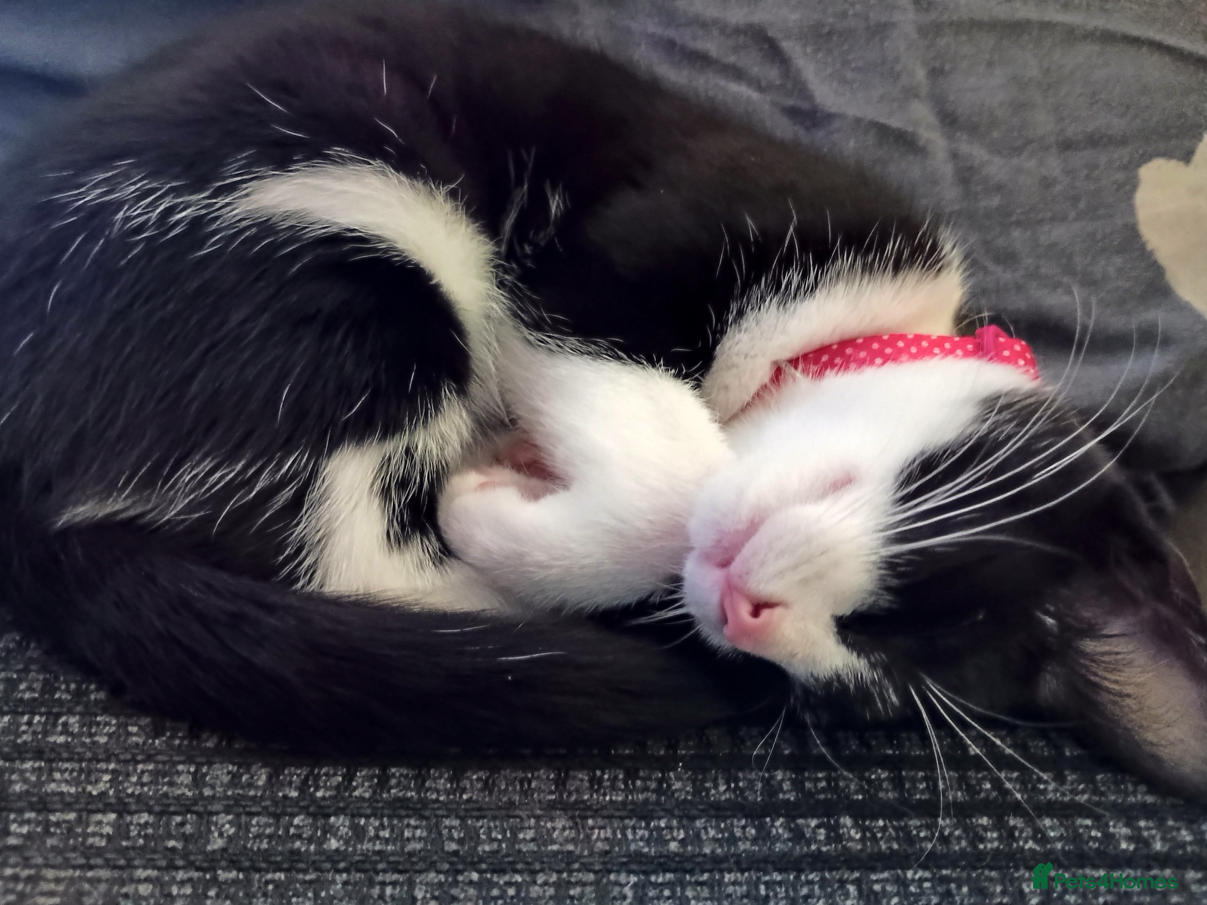 Mixed Breed cats Tuxedo female for sale  in Rushden - Advert 1