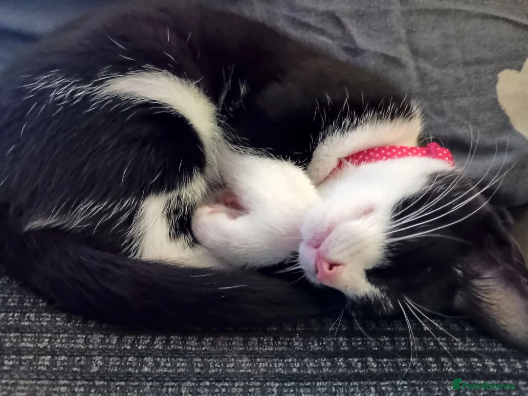 Mixed Breed cats for sale: Tuxedo female for sale  in Rushden - Advert 1