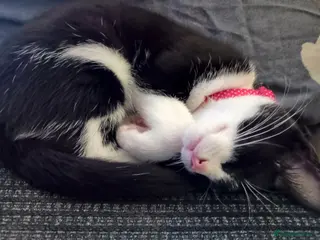 Mixed Breed cats Tuxedo female for sale in Rushden - Advert 1