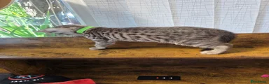 Green silver bengal