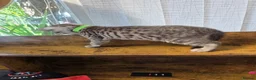 Bengal cats for sale: Bengal charcoal silver kittens from snow lynx mum - Advert 5