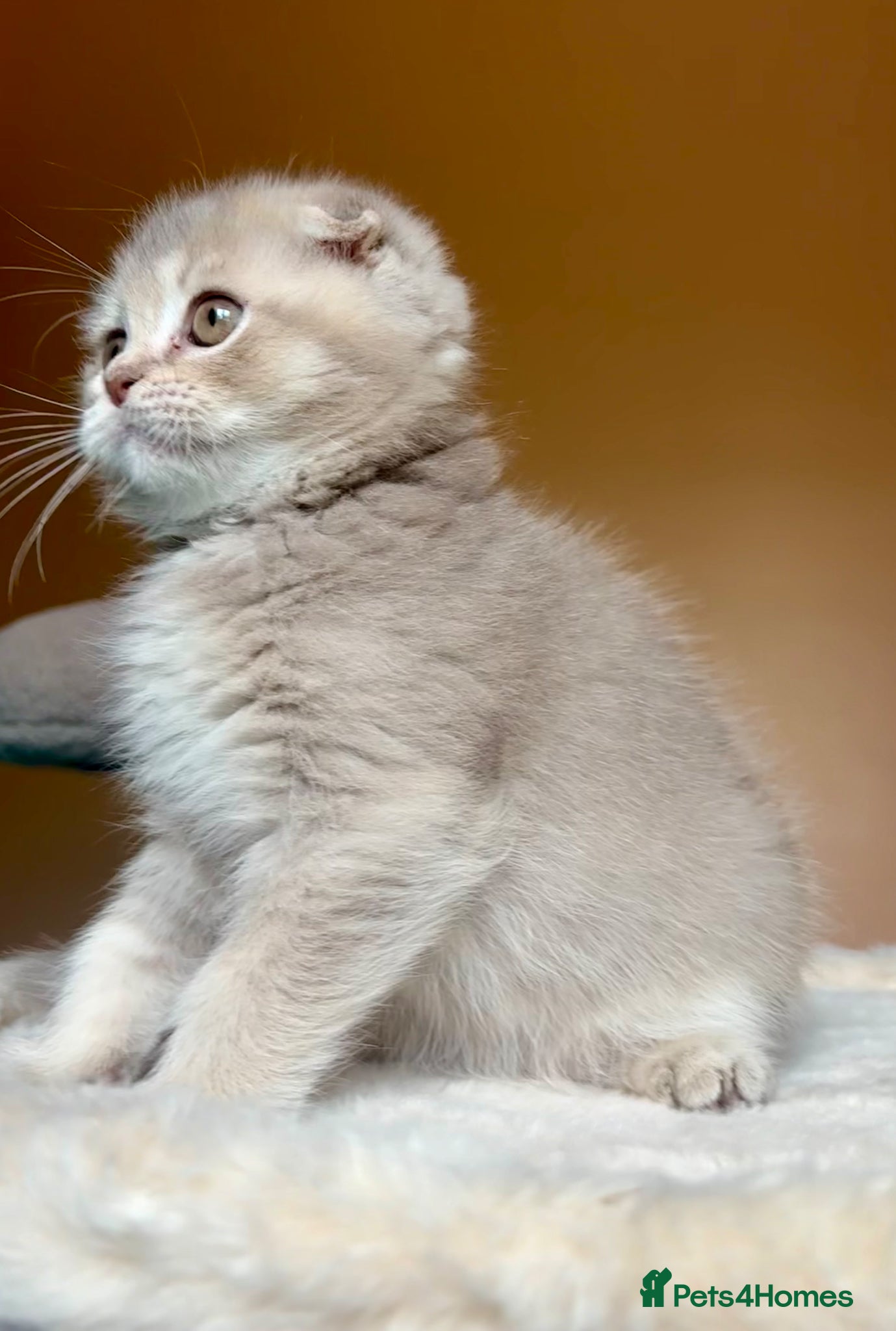 Scottish Fold cats for sale: Pedigree Adorable Scottish Fold Kittens  - Advert 19