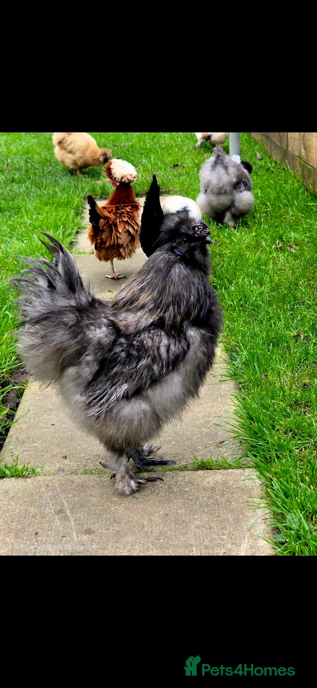 Chickens poultry for sale: Cockerell for sale - Advert 1