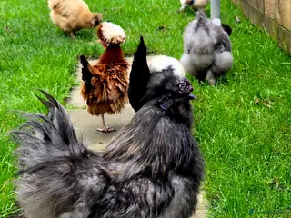 Chickens poultry Cockerell for sale - Advert 18