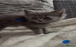 Ragdoll cats for sale: Stunning Ragdoll kittens available  - Image 19