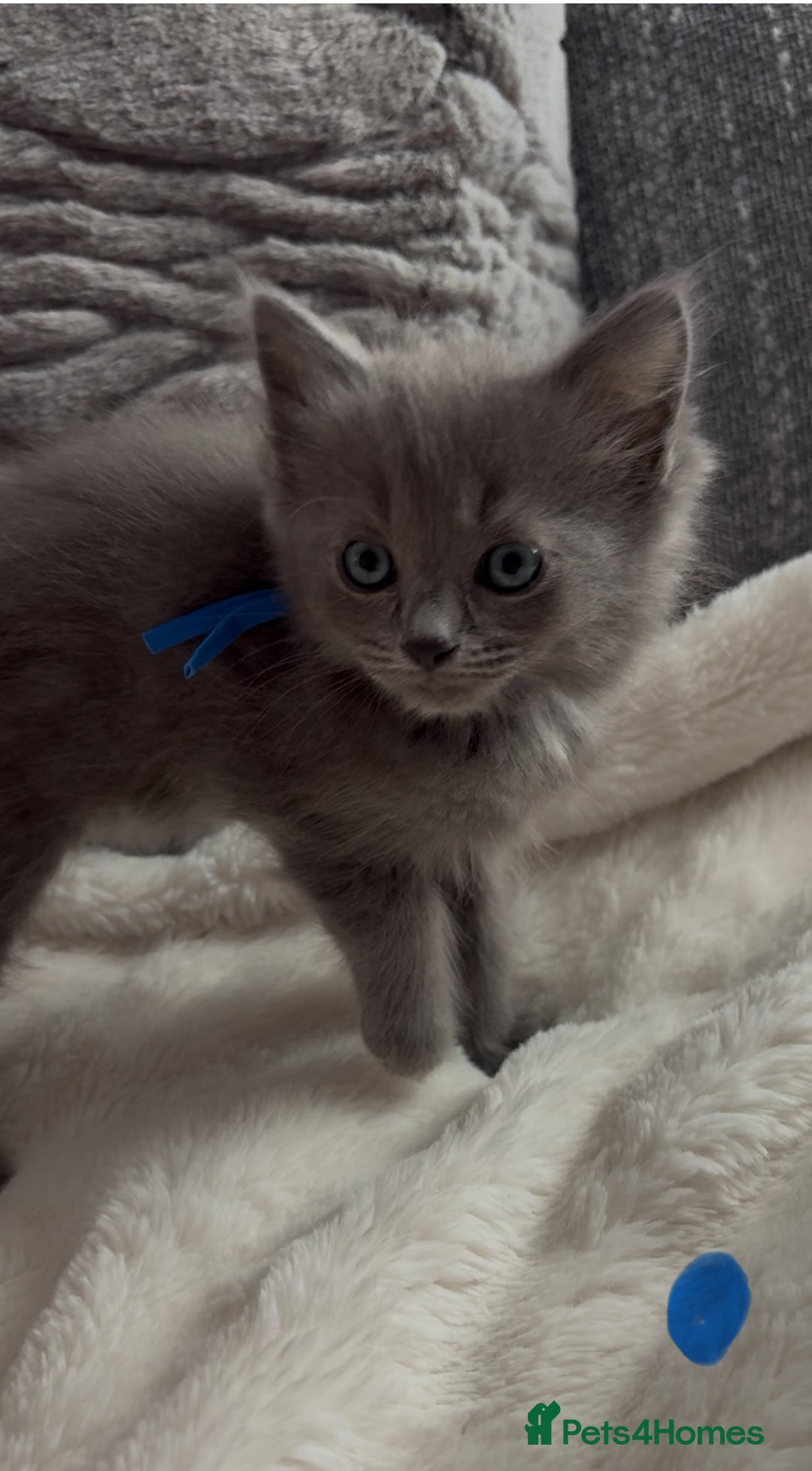 Ragdoll cats for sale: Stunning Ragdoll kittens available  - Image 19