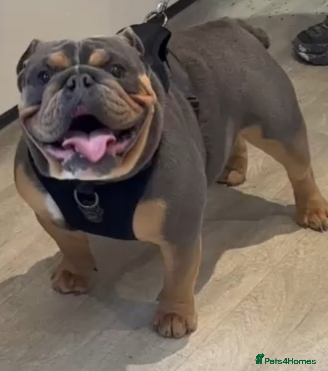 English Bulldog dogs for stud: Stunning English Bulldog for STUD ONLY  - Advert 2