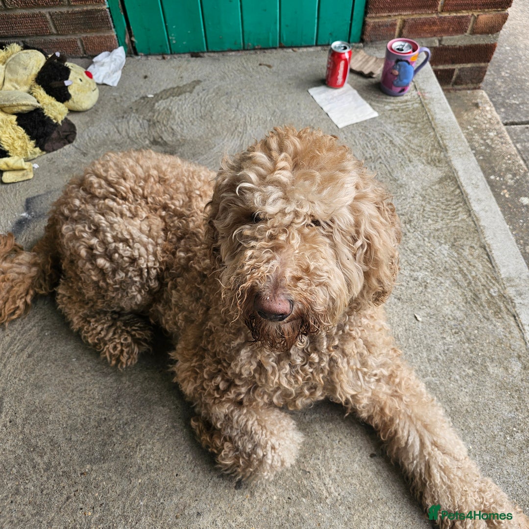 Labradoodle dogs for sale: Blue 5 yrs old. - Image 2