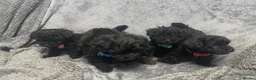 Cockapoo dogs for sale: Toy cockapoo pups - Advert 4
