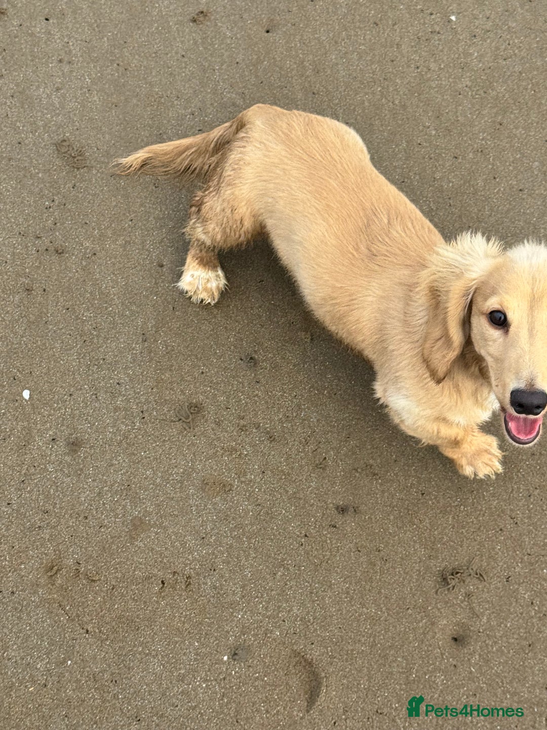 Miniature Dachshund dogs for sale: Long haired cream miniature dachshund  - Advert 1